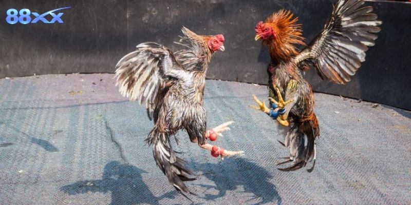 Chia sẻ kinh nghiệm theo dõi trận đấu từ người chơi lâu năm