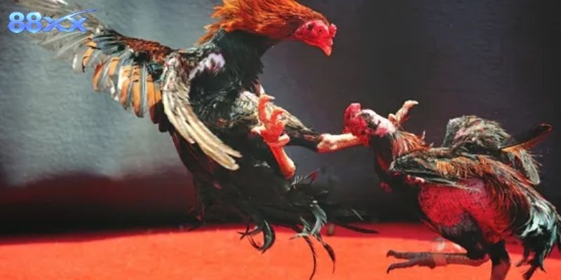 Theo dõi đá gà Thomo hiệu quả cần nắm vài bí quyết